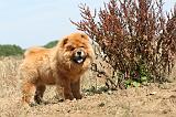CHOW CHOW 166
